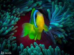 Nemo. Found. by Alexander Konson 